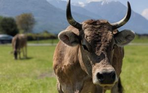Mungitura in Fattoria per i più Piccoli