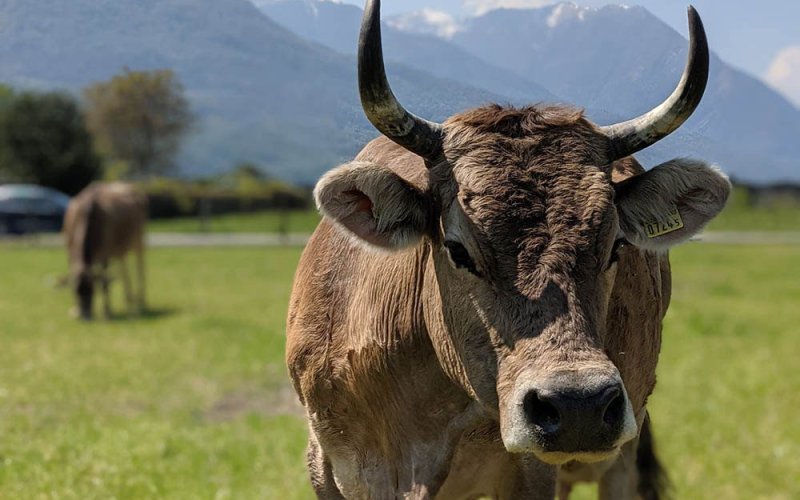 Mungitura in Fattoria per i più Piccoli