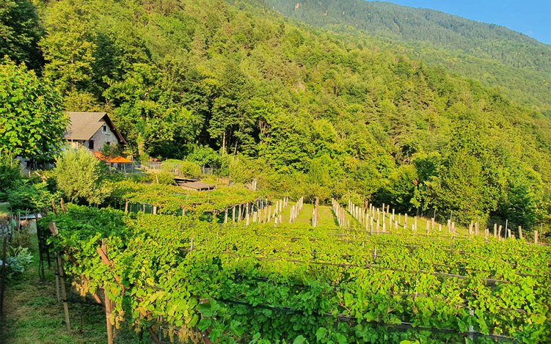 La Vigna più a Nord del Ticino