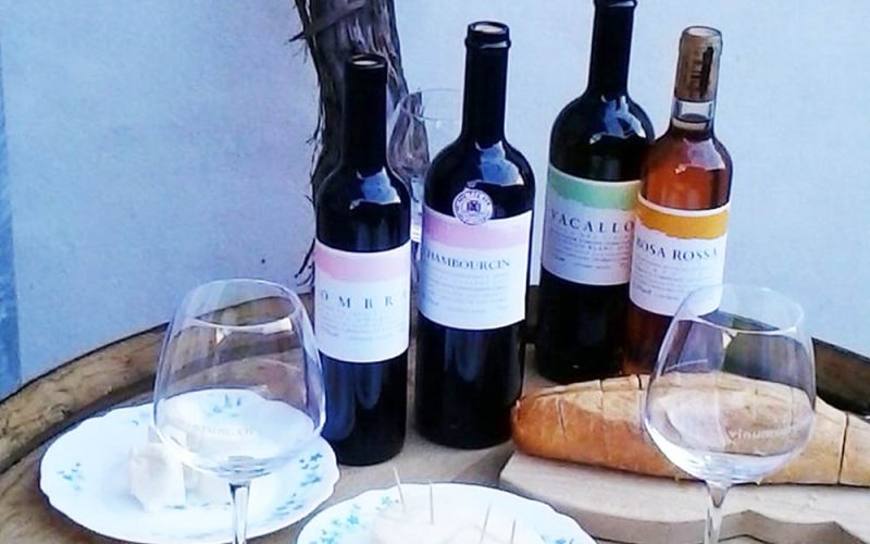 Visita dei Vigneti a Pedrinate